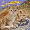 See How They Grow: Kitten