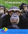 Chimpanzees (Rigby Sails Early)