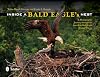 Inside a Bald Eagle's Nest: A Photographic Journey Through the American Bald Eagle Nesting Season