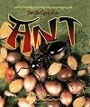 The Life Cycle of an Ant