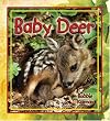 Baby Deer
