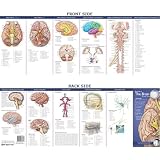 Anatomical Chart Companys Illustrated Pocket Anatomy Anatomy Of The Brain Study Guide