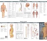 Anatomical Chart Companys Illustrated Pocket Anatomy The Spinal Nerves The Autonomic Nervous System Study Guide