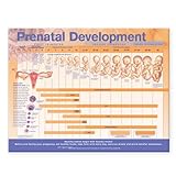 Prenatal Development Anatomical Chart