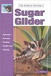 Guide to Owning a Sugar Glider