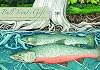 Bull Trout's Gift: A Salish Story about the Value of Reciprocity