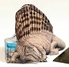 Portable Dinos: Dimetrodon (Portable Dinos)