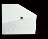 Imatge de portada d'Amazon