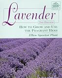 Lavender How To Grow And Use The Fragrant Herb