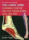 The Lower Limbs: Learning How We Use Our Thighs, Knees, Legs, and Feet
