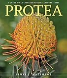 Protea A Guide To Cultivated Species And Varieties