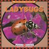 Ladybugs