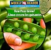 How Peas Grow (Weekly Reader: How Plants Grow)
