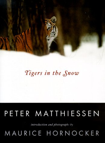 Tigers in the Snow book cover