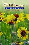 Wildflowers Of Montana