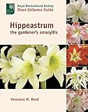 Hippeastrum The Gardeners Amaryllis