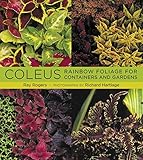 Coleus Rainbow Foliage For Containers And Gardens