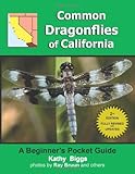 Common Dragonflies Of California