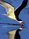 Rhapsody in Blue (A Celebration of North American Waterbirds)