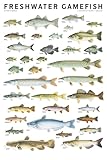 Freshwater Gamefish Of North America Poster