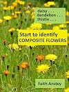 Start to Identify Composite Flowers: Daisy DandelionThistle