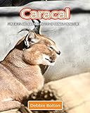 Caracal Fun Facts And Amazing Photos Of Animals In Nature