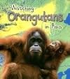 Watching Orangutans in Asia (Heinemann First Library: Wild World)