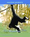 Up a Rainforest Tree (Amazing Journeys)
