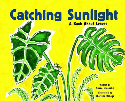Cover of Catching Sunlight