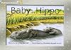 Baby Hippo