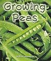 Growing Peas (Rigby Flying Colors)