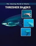 Thresher Sharks Amazing World Of Sharks