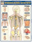 Endocrine System Quick Study Academic