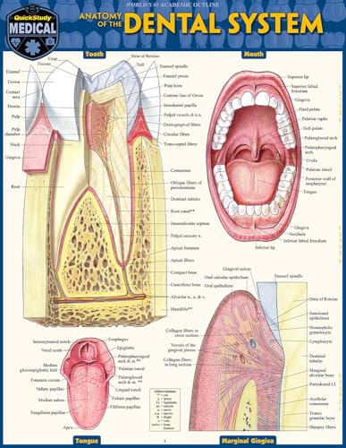 Dental Anatomy QuickStudy Laminated Study Guide (QuickStudy Academic)