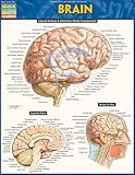 Brain Quick Study Academic