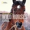 Face to Face with Wild Horses