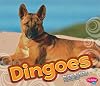 Dingoes (Pebble Plus: Australian Animals)