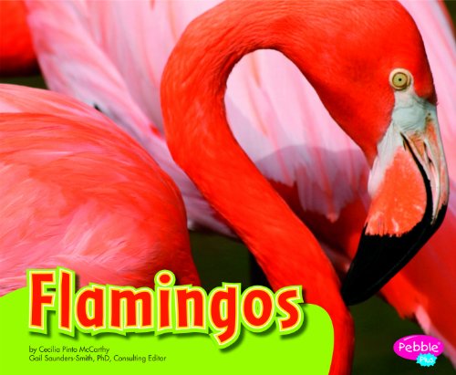 Cover of Flamingos