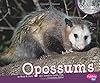 Opossums (Pebble Plus: Nocturnal Animals)