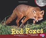 Red Foxes