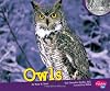 Owls (Pebble Plus: Nocturnal Animals)