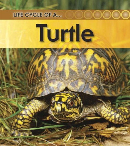 Cover of Turtle