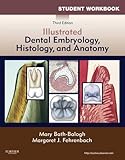 Dental Embryology Histology And Anatomy