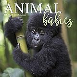Animal Babies 2020 Calendar