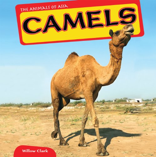 Cover of Camels