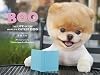 Boo: The Life of the World's Cutest Dog (Halloween Books for Kids, Halloween Books for Toddlers, Cute Halloween Stories)