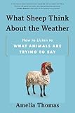 What sheep think about the weather