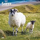 Sheep 2019 Calendar