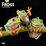 Frogs 2019 Calendar