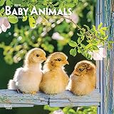 Baby Animals 2019 Calendar